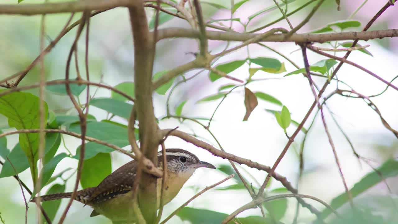 NATURE OF CONSERVATION